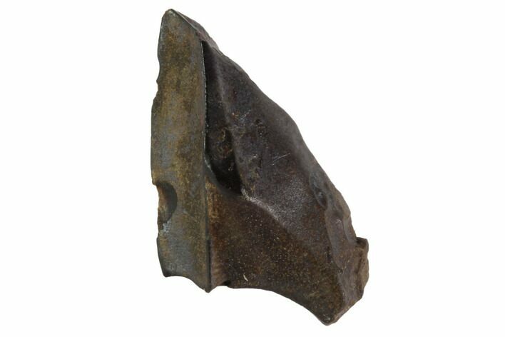 Triceratops Shed Tooth - Montana #98373